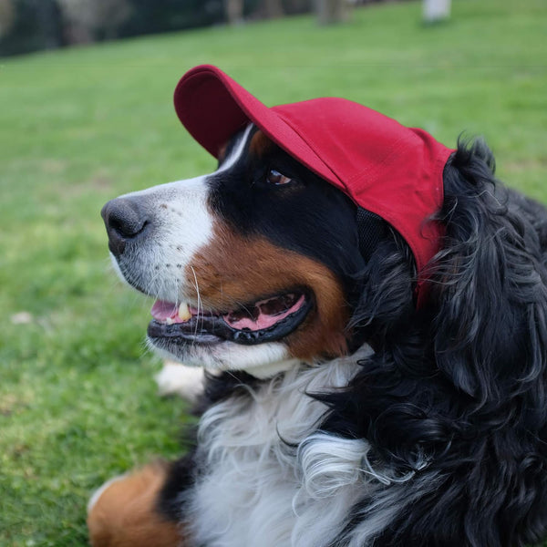 Littlearth Unisex NCAA Pet Baseball Hat Size Small - F13 - 226